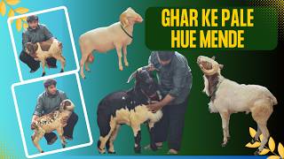 Vilayati Macherla &amp; Guntur Sheep | Ghar ke Pale Hue Mende Available at Yaqutpura | Hyderabad #sheep