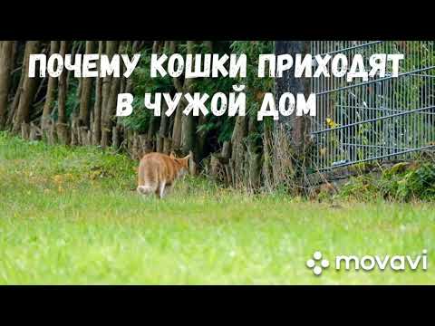 Почему кошки приходят в чужой дом? Народные приметы.