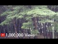 [4K] 소나무 숲에 내리는 소나기 . 잠 잘오는 빗소리 ASMR . 비 내리는 풍경 . 산 . 휴식 . 힐링 . 숙면 . 1 시간