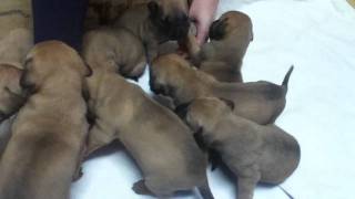 Boerboel puppies  3 weeks