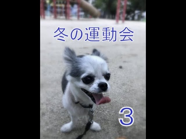 冬の運動会 3 - YouTube