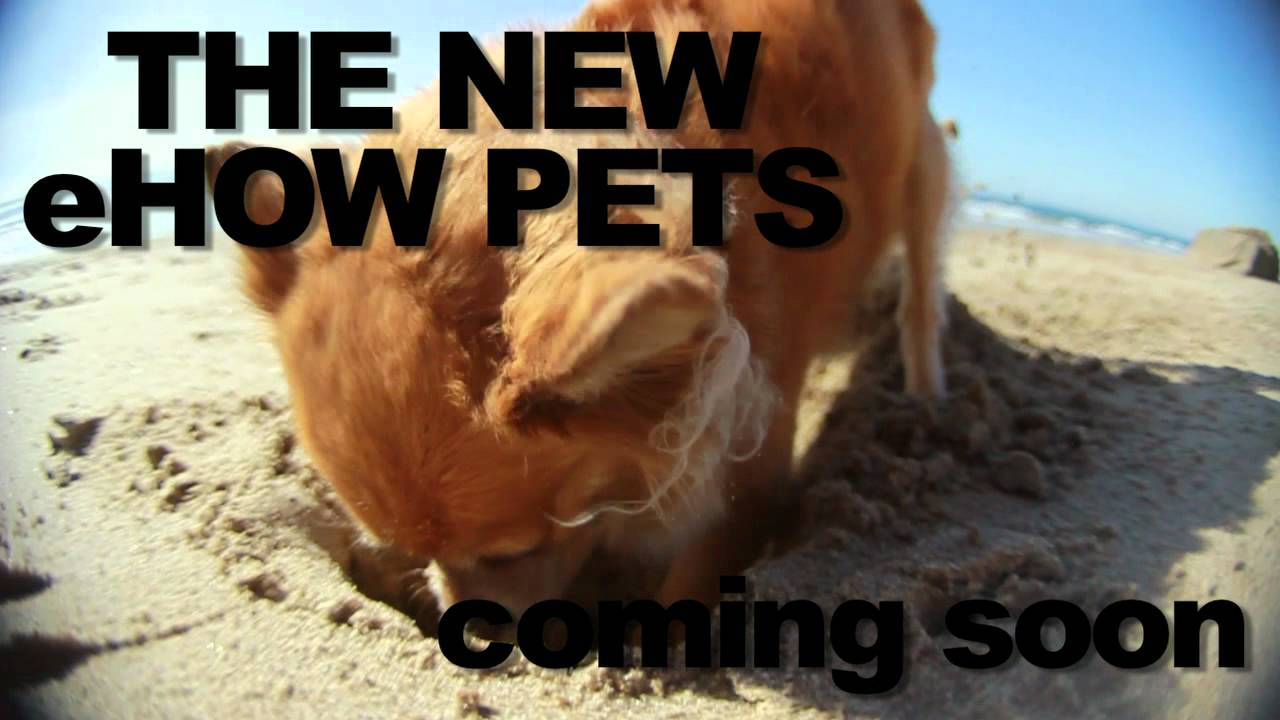 puppy paradise eHow Pets: Can You Dig It?