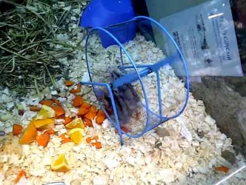 funny-hamsters-on-wheels