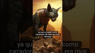 CURIOSIDADES GATO SPHINX