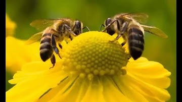 سورة النحل كامله بصوت القارئ الشيخ وديع اليمني