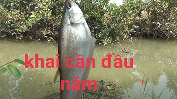 Câu cá thác lác. Khai cần đầu năm,hên quá làm được một mớ| GÒ CÔNG TV