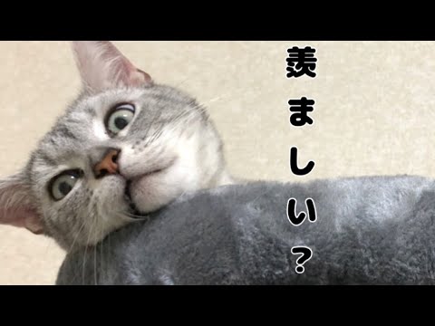 新しいキャットタワーを購入しました!