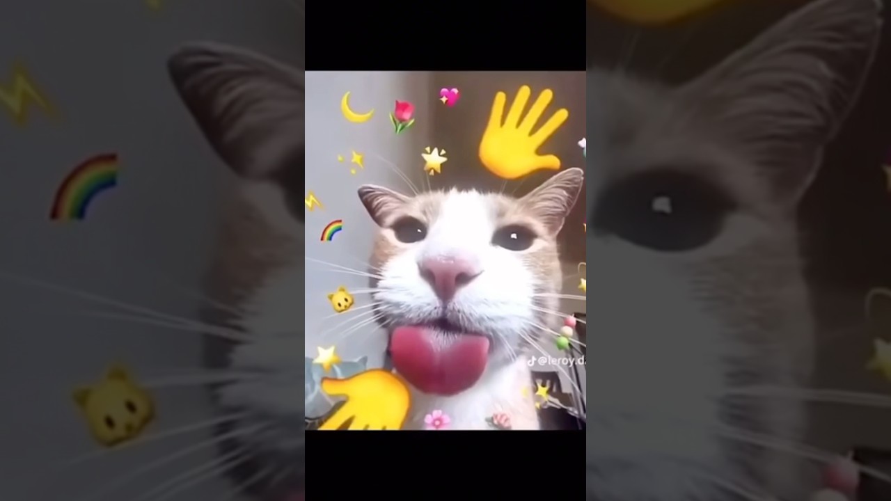 Gatitos! (Cats!)❤️😋 || 