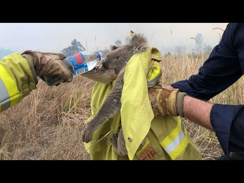 Video: Koalalar Kimlar?