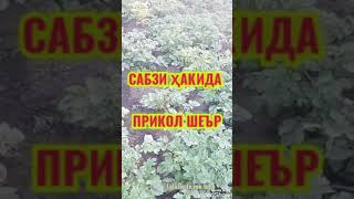 САБЗИ ҲАҚИДА ПРИКОЛ