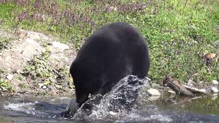 Rae the Black Bear Splashing