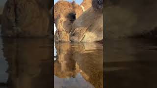 Camel is drinking water #camel #camels