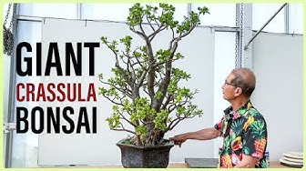Note on GIANT Crassula Bonsai via Herons Bonsai