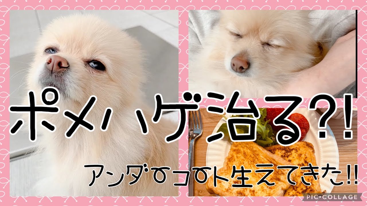 【一人暮らし】ポメハゲと戦うポメラニアン