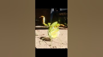 Praying Mantis Kung Fu Moves
