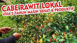 CABE RAWIT LOKAL Usia 2 Tahun Masih Sehat dan Produktif Di Lereng Gunung by INFO RAGAM PERTANIAN 2,500 views 2 months ago 15 minutes