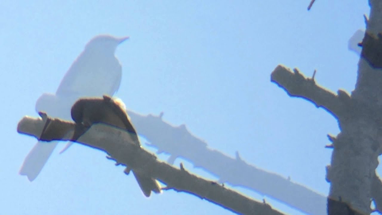 camera iphone 8 plus apk Western Kingbirds