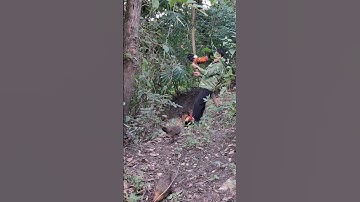 gà rừng mã vàng phi cực nhanh vào so tài với gà giải nhìn.qaib qus dhias ceev tiag tiag lo sib tog