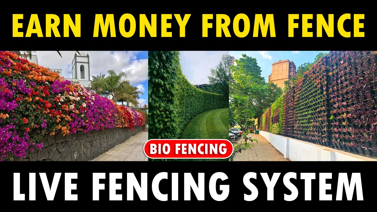 Earn Money from Fence Live Fencing Plants (Bio Fencing System