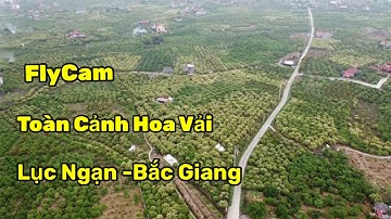 Vải Thiều Lục Ngạn 2021 Flycam 4K - KHÁM PHÁ  DTV