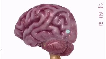 Nervous System Lesson 1: An Introduction to Key Structures of the Nervous System