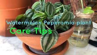 Care Tips For The Watermelon Peperomia Plant