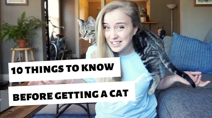 10 things I WISH I knew BEFORE getting a cat/kitten! - DayDayNews