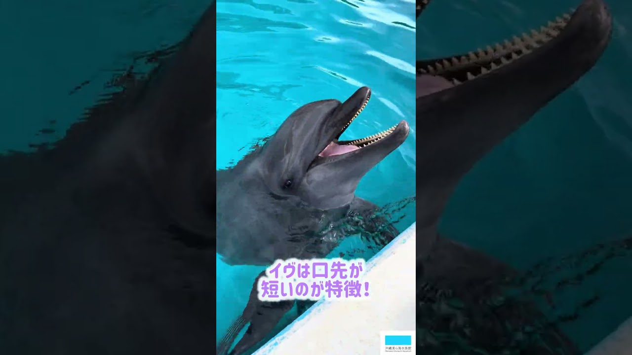 バンドウイルカのイヴ🐬 - YouTube