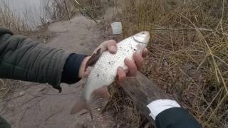 Улов восемь килограм Десна! Fishing on the river