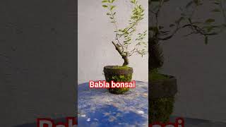 Babla bonsai | Yamadori |Mitra nursery | Balagarh | yamadori microbonsai bonsai westbengal