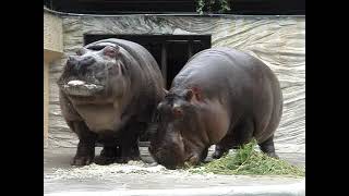 在りし日のジローとサツキの朝ご飯【前半】上野動物園　2007年5月8日火曜日 9:47