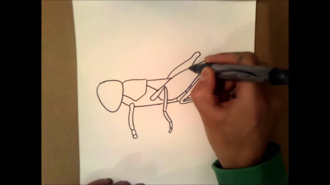 Maycintadamayantixibb How To Draw Grasshopper Step By Step Easy
