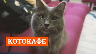 Как живут котики в котокафе