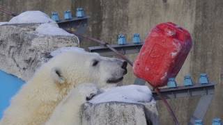 わざとポリタンクを落とすホッキョクグマ~Polar Bear dropped the toy
