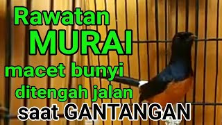 Cara Merawat Murai Macet Bunyi ditengah jalan saat GANTANGAN