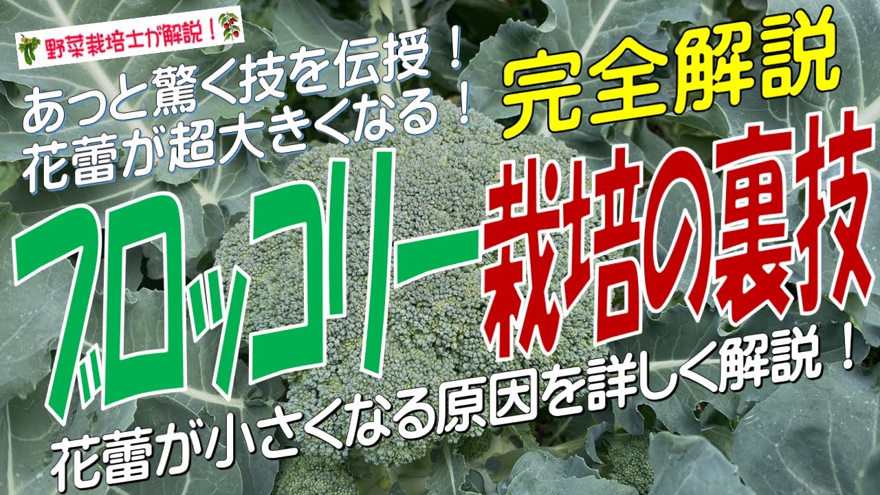 ブロッコリー栽培の裏技（花蕾が大きくなる・花蕾が肥大するメカニズムを詳しく解説！）