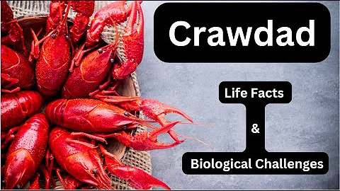 Everything You Need to Know About Crawdad