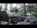 Live Pond Cam | Relaxing, bird nature wildlife 9k feet in the Colorado Rocky Mountains