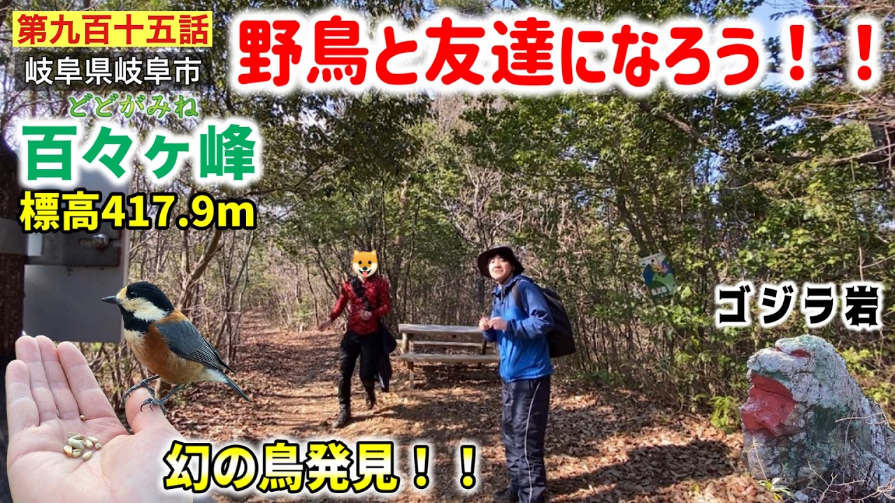 第九百十五話】岐阜市最高峰の山「百々ヶ峰」で野鳥と友達になろう