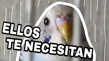 ¿Se aburren los pájaros en las jaulas?