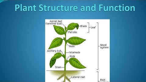 7th Science l Chapter 2 l Plant: Structure & Function, Lecture 1, Maharashtra Board.