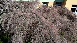 Prunus subhirtella 'Pendula'   višeň chloupkatá
