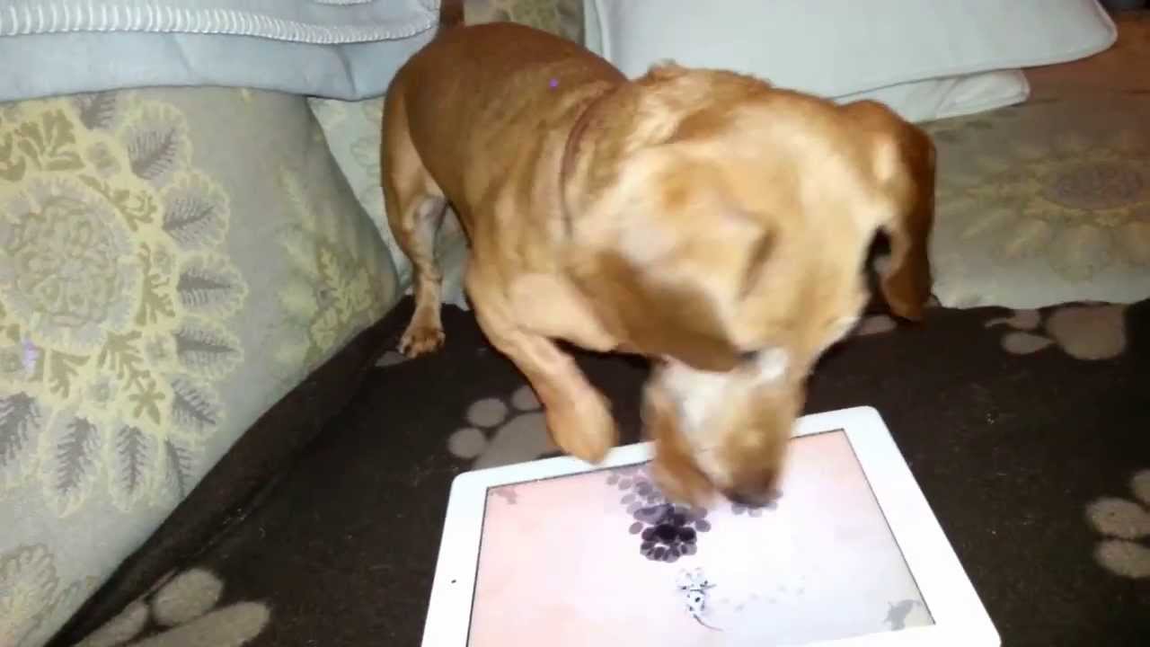 Nutmeg The Dachshund Plays Game For Dogs On Ipad Youtube