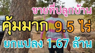 ( ปิดการขาย ) #ขายที่ดินราคาถูกมาก 9.5 ไร่ #ขายยกแปลง 1.67 ล้าน 0983875209 ที่ดินปลูกบ้าน