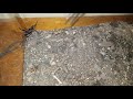Sydney Funnel web spider.......