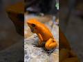 The World’s Most Poisonous Frog! #youtubeshorts #animals