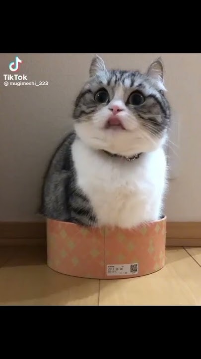 #кошкакамару #кошки #кошкакомару #котывидео #камару #кошка #комару # ...