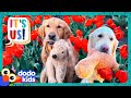 Can These Golden Retrievers Rescue Their Stuffed Animal Friends? | Dodo Kids | It’s Me!