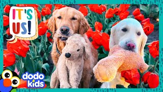 Can These Golden Retrievers Rescue Their Stuffed Animal Friends? | Dodo Kids | It’s Me!