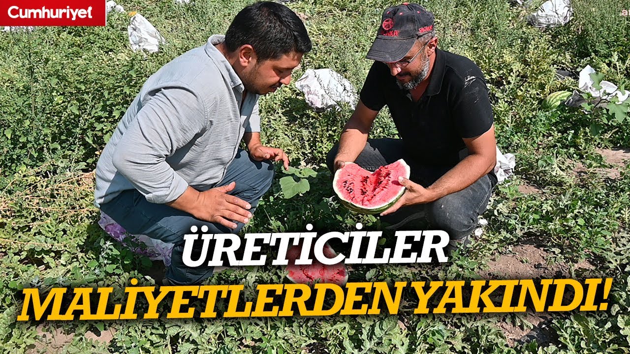 Yozgat’ta karpuz hasadı başladı, üretici girdi maliyetlerinden yakındı